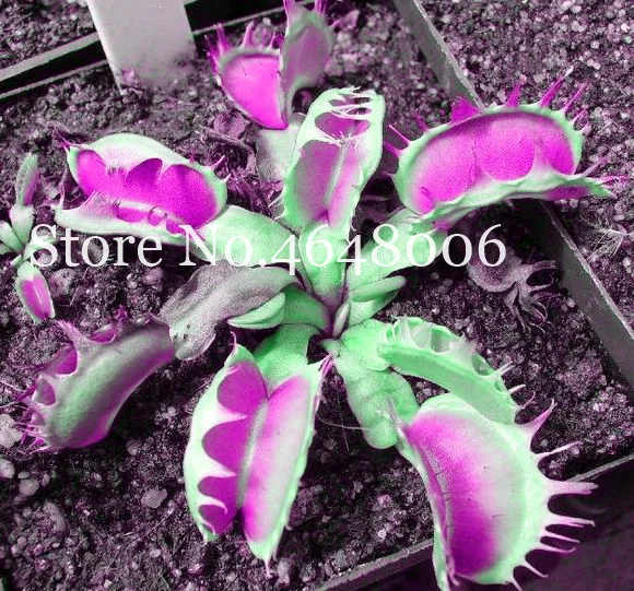 300 Pcs Striped Nepenthes Bonsai, Eating Mosquito Enchantress Carnivorous Plants Tropical Pitcher Catch Insect Garden Flower Pot