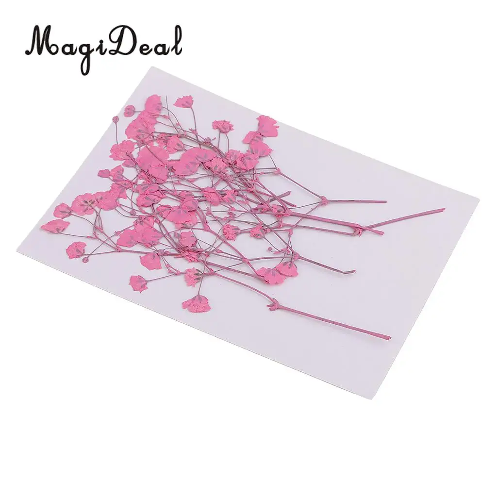 10 / 20Pcs Beautiful Real Pressed Rose Petal Babysbreath Flowers Dried Flowers for Art Craft Scrapbooking DIY Resin Jewelry