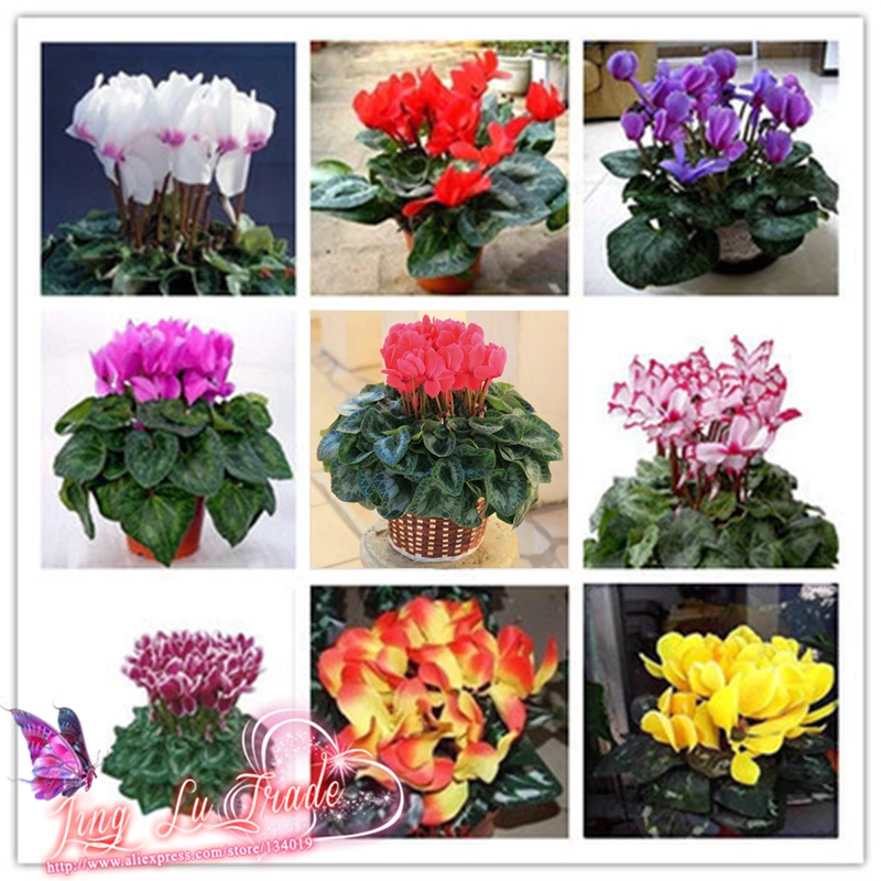 Popular Indoor Flowers PlantsBuy Cheap Indoor Flowers Plants lots from