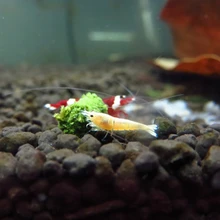 Новинка 35 г хрустальные красные креветки еда натуральный шпинат смешанный ингредиент аквариумный аквариум товары для домашних животных