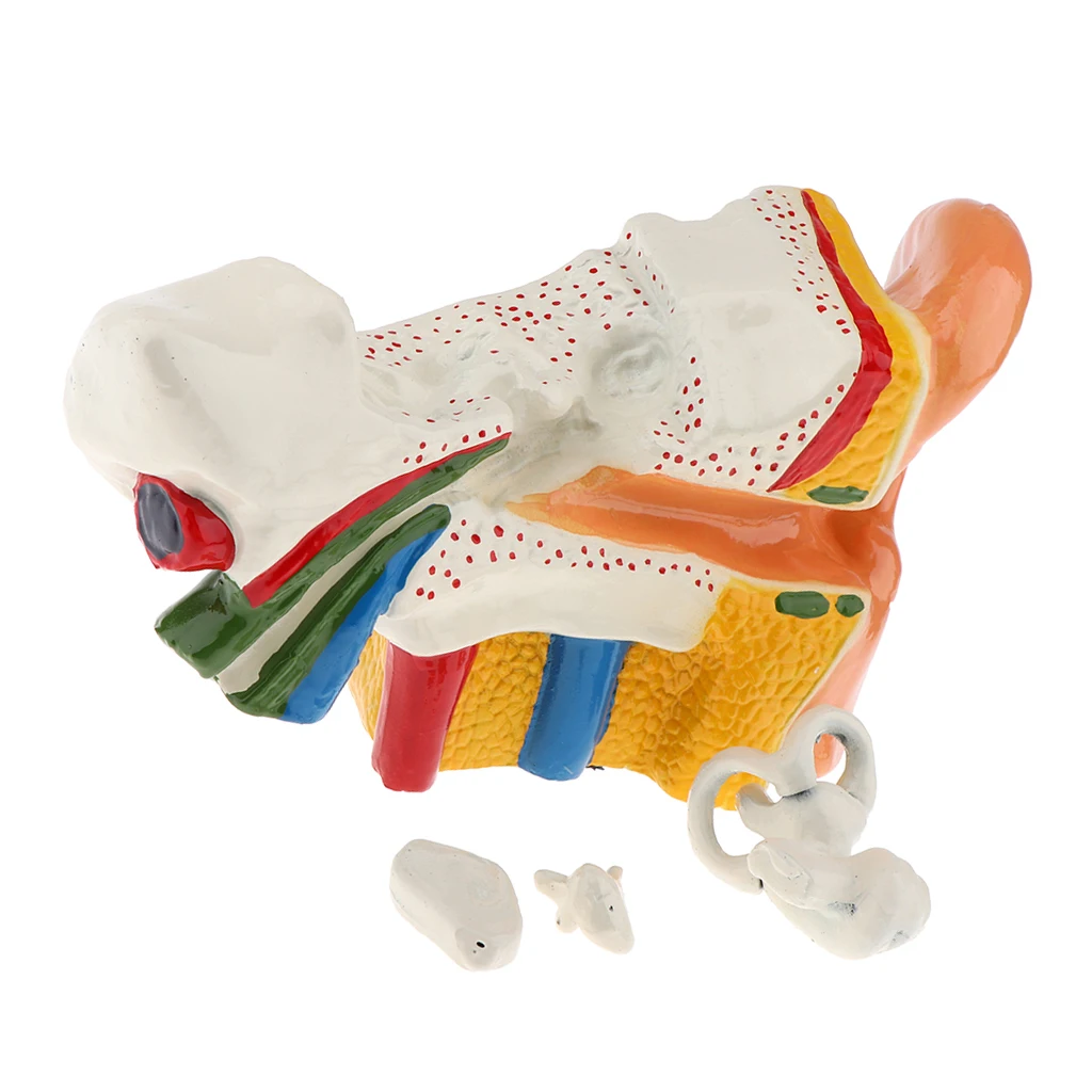 6 Times Enlarged Human Ear Anatomy Model Educational Learning Display Lab Equipment