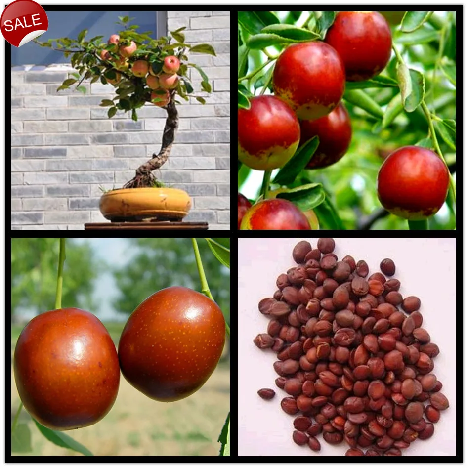 30 Seeds Bag Potted Bonsai Ziziphus Jujube Seeds Chinese Date Hardy Plant Jujube Fruit Seeds Bonsai Date Tree For Courtyard Seed Plant Tree Shapeseeds Mail Aliexpress