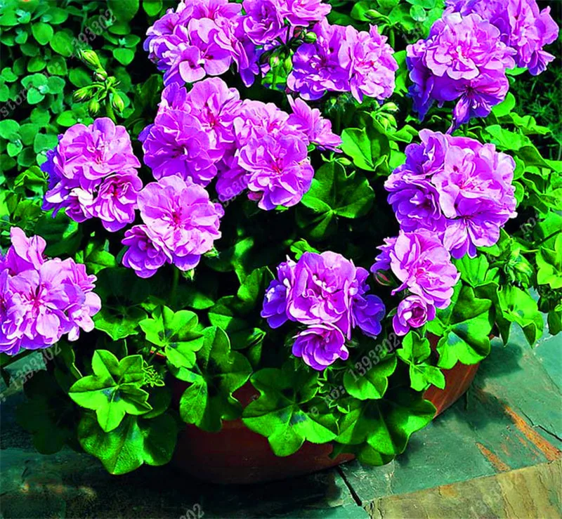 

50pcs Purple Univalve Geranium Bonsai Pelargonium Indoor Potted Flower Blooming Plants for Home Garden Decoration