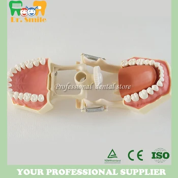 

Standard tooth Model 28pcs Teeth Soft Gum Screw fixed DP Articulator children Dentist student learning mode