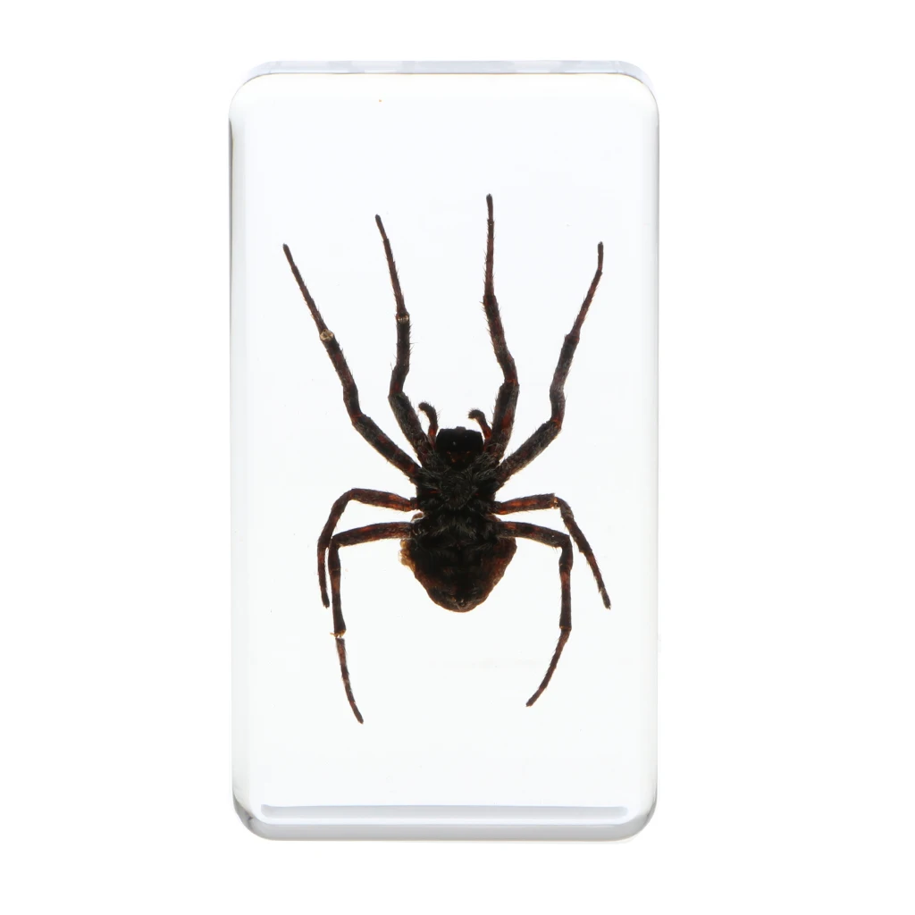 Insect Specimen Paperweight Collection Gift - Deinopidae