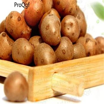 

ProQgf 200Pcs A Set Common Yam Rhizome