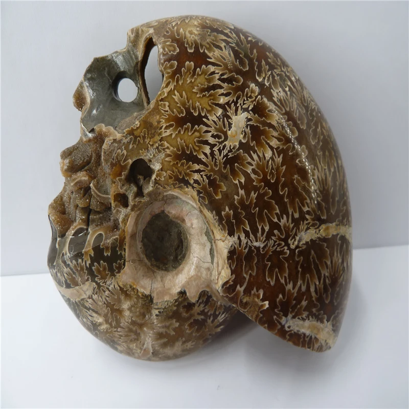 

NATURAL Conch fossil Crystal carved skull HEALING T769