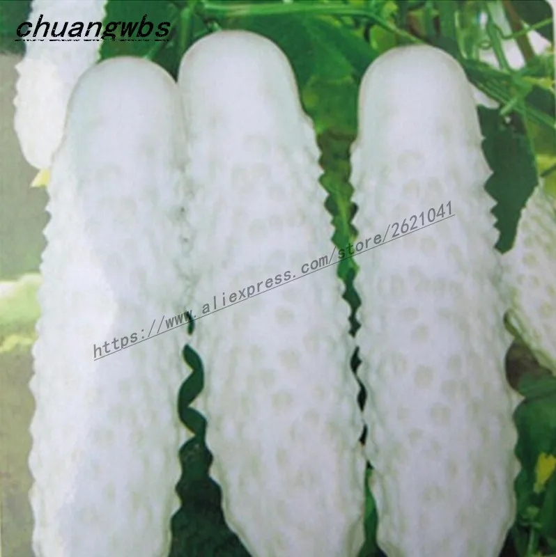 

100pcs Rare White Cucumber plant Green plant Vegetable bonsai for home garden Hot Selling