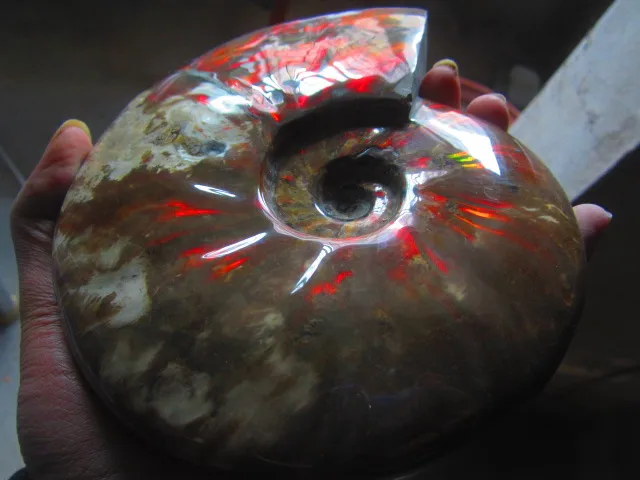 Special Offers 1158g(2.54 lb) Iridescent Ammonite Ammolite Specimen Fossil Madagascar DFB141