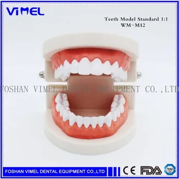 

New Adult Teeth Model Standard Dental Teaching Study Typodont Demonstration Tool