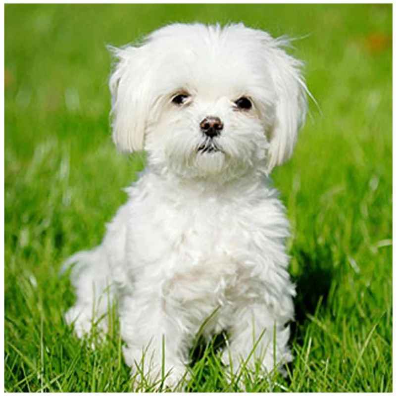 

Shih tzu dogs diamond 5d Full Square Diy Diamond Painting Diamond Embroidery Cross Stitch Mosaic Wedding Decoration ZP-950