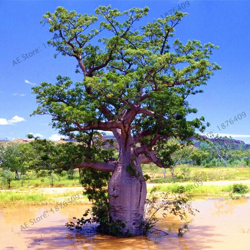 

Baobab tree bonsai 10 pcs/pack Australian rare baobab tropical giant planting