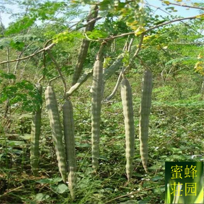 

Forest bonsai are newly imported 5pcs