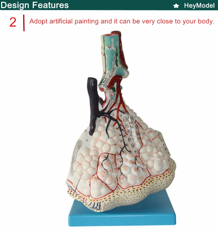 Heymodel легких очаговая анатомия модель