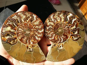 

06114 1 pair of Split Ammonite Fossil Specimen Shell Healing Madagascar