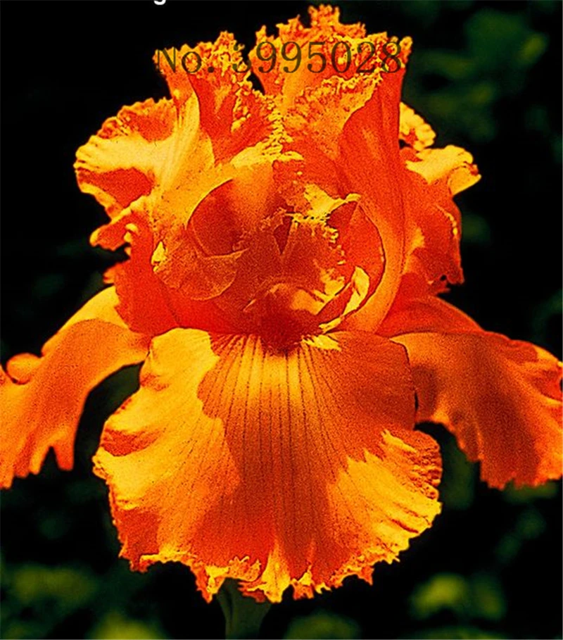 50pcs/bag Bonsai Iris Flower Perennia Flower Rare Flower bearded iris , Nature plants Orchid flower DIY for Garden 50pcs/bag Bonsai Iris Flower Perennia Flower Rare Flower bearded iris , Nature plants Orchid flower DIY for Garden
