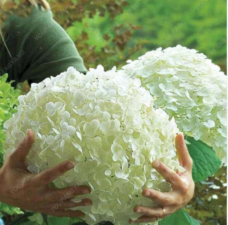 

Hot Sale 30pcs White Hydrangea Artificial Silk Flower Wedding Festival Bouquet Home Living Room Decor Beautiful Bonsai plants