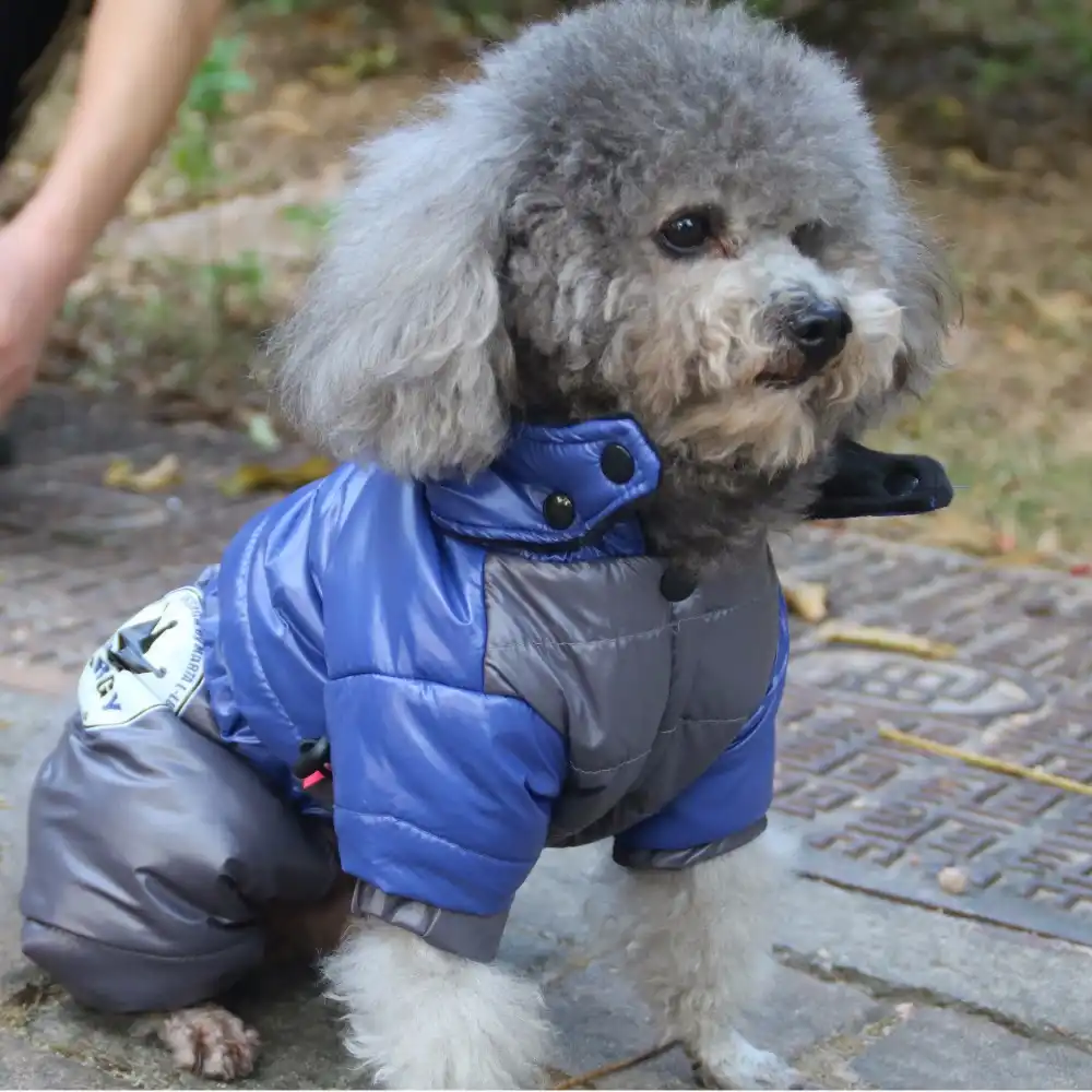 dog coats with legs for winter