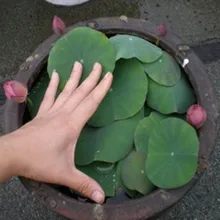 10 seeds/pack Hydroponic seeds plant raw water bowl lotus seed raising small sowing seasons
