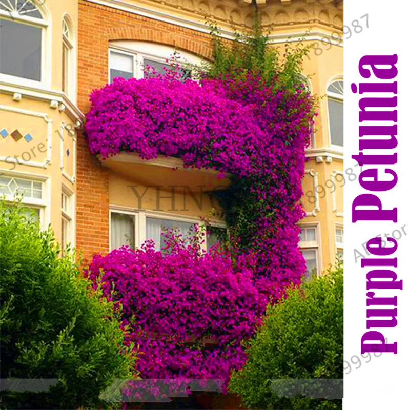 

Big Promotion!200pcs Hanging Petunia Plants Beautiful Flower Plantas Perennial Flowers Plant For Home Garden Bonsai Pot Plantin