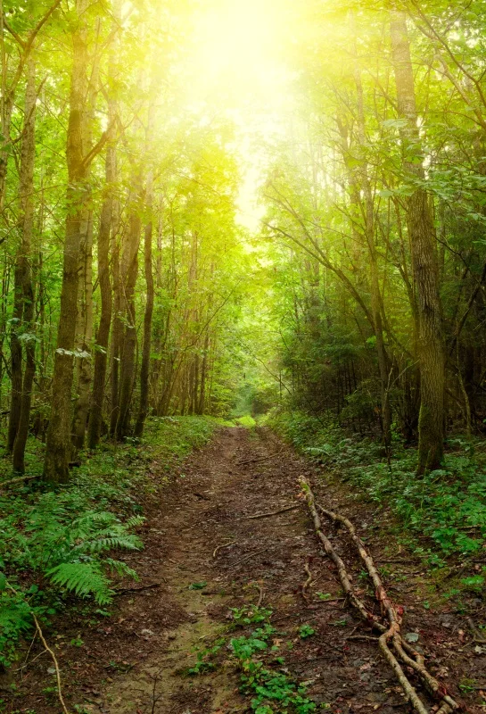 

Laeacco Jungle Forest Trees Spring Sunlight Scenic Photography Backgrounds Customized Photographic Backdrops For Photo Studio