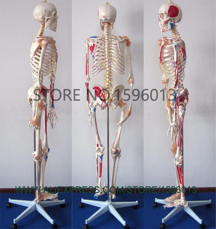 101A skeleton model 1