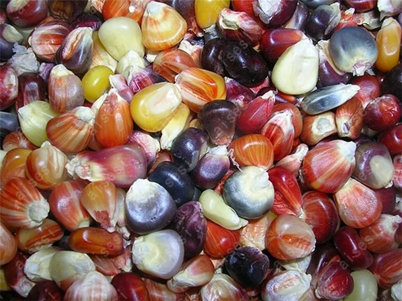 

20 Sweet Rainbow Corn Bonsai Colorful Corn Grain Cereals High-Quality Bonsai Vegetables For Home Garden Easy To Grow