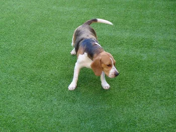 

artificial turf grass for dog