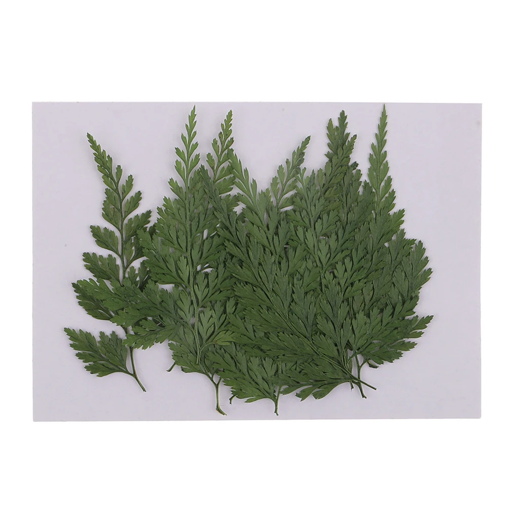 12pcs Pressed Dry Fern Leaves Dried Flowers DIY Phone Case Scrapbooking Card