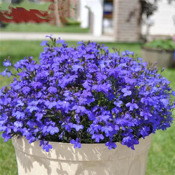 Hanging Flower Blue Lobelia Garden flower garden decoration 100pcs-in ...