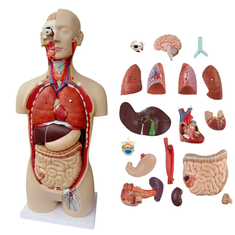 top quality 85cm human Anatomical model organ trunk system teaching model human torso 18 parts ...