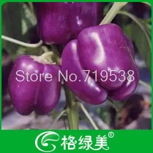 

Purple sweet pepper bonsais bag pepper bonsais