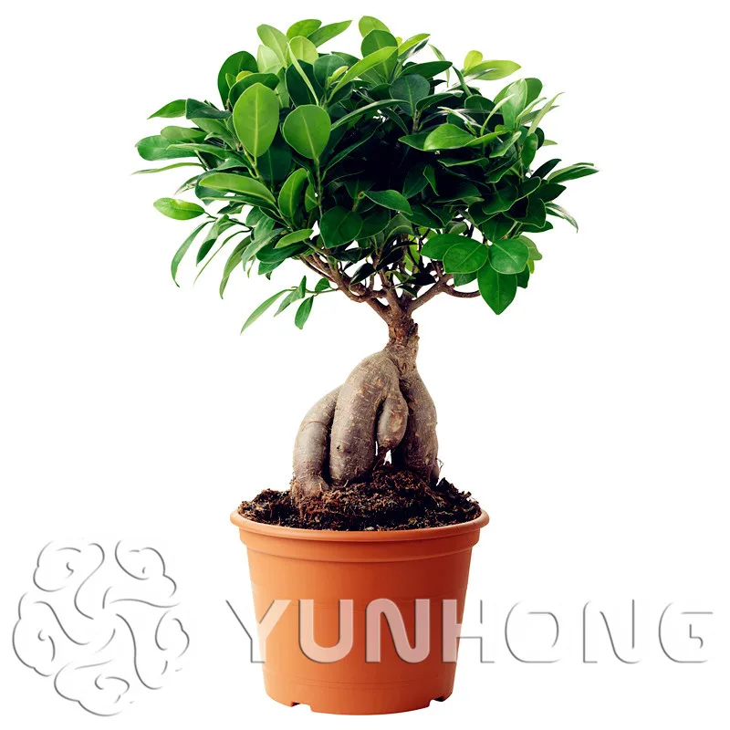 50pcs A Bag Banyan Tree Seeds Ficus Ginseng Seed Chinese Rare Ficus