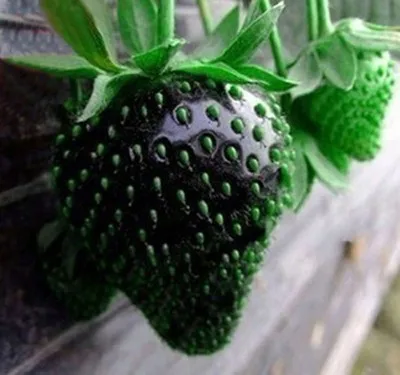 500 Pcs Strawberry Seeds Fragaria Fruit Seeds For Home Garden HTB1F1qLIVXXXXXwXVXXq6xXFXXX0 - 500 Pcs Strawberry Seeds Fragaria Fruit Seeds For Home Garden