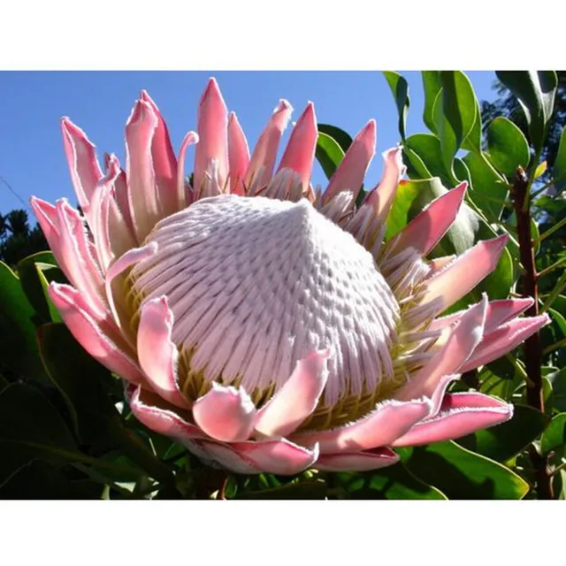 Rare Protea Cynaroides Seeds, 20pcs/pack