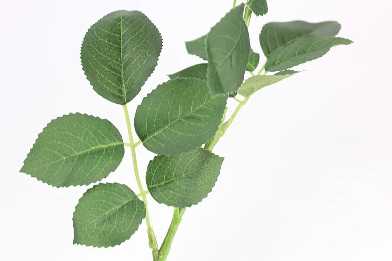 leaves detail