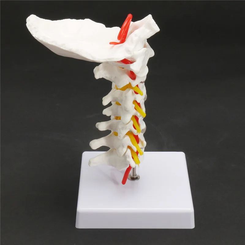 18cm Life Size Cervical Vertebra Arteria Spine Spinal Nerves Anatomical Model School Educational Medical Teaching Learning Model