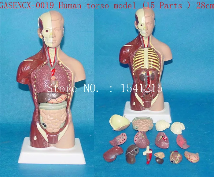 

Human anatomy torso Teaching Medical human torso model (Part 15) 28cm-GASENCX-0019