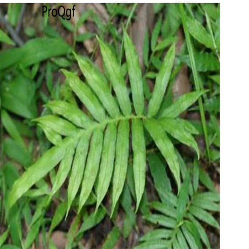 

5000Pcs A Set Blechnum orientale