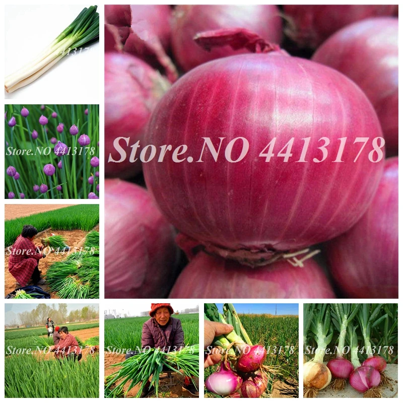 

100Pcs Giant Onion Bonsai, Onion Shallot, Organic Heirloom Fruit Vegetable Non-Gmo Plant, Bonsai Potted Plants for Home Garden