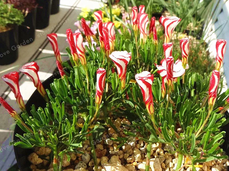 Оксалис Семена Купить В Спб