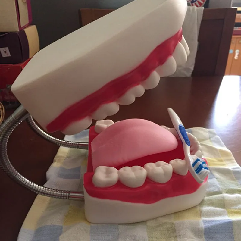 Modelo de Ensino Dental a Apresentação de Alta Tdoubeauty Seis Vezes Ampliação Boca Cheia Modelo Dente Qualidade Frete Grátis 12 High Quality Beleza e saúde