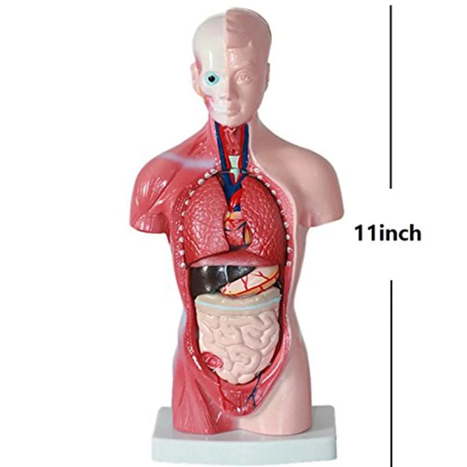 Unisex Torso Umano Del Corpo Anatomia Modello Anatomico Gli Organi Interni Di Scheletro Grigi Del Sistema Scheletrico Per L Insegnamento Human Torso Model Anatomy Torsohuman Torso Aliexpress