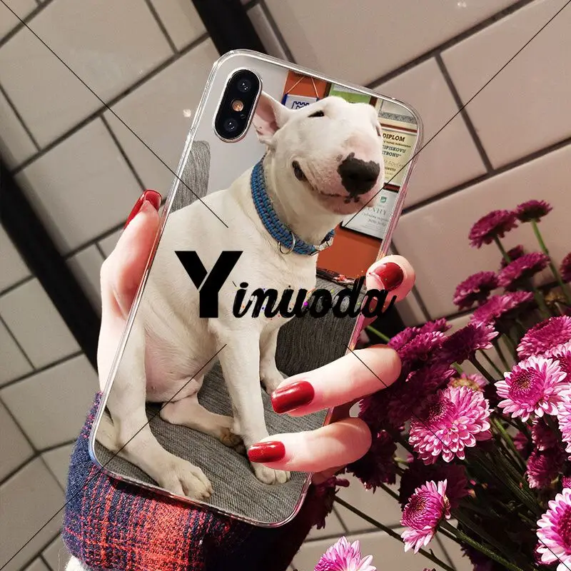 bullterrier bull terrier dog