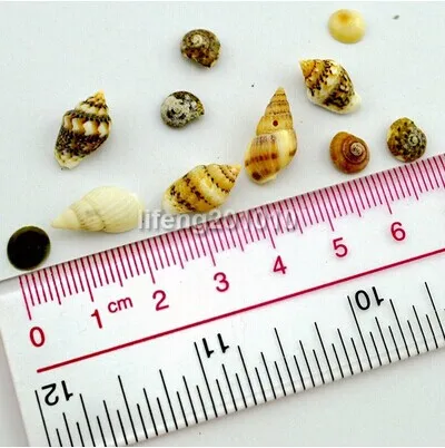 Aliexpress.com : Buy Small Natural Nail Shell Conch For