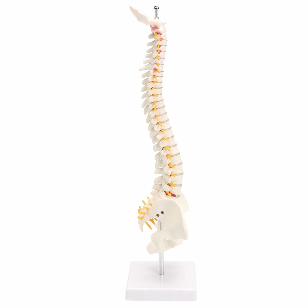 45 см модель позвоночника человека с тазовым тазом анатомическая Анатомия позвоночника медицинская модель спинальной колонки модель+ стенд Fexible