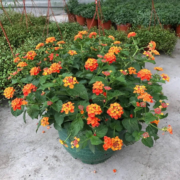 20 Bonsai/Pack Lantana Camara Bonsai Multi Color opcional rara perenne Bonsai flor Bonsai planta para jardín 20 Bonsai/Pack Lantana Camara Bonsai Multi Color opcional rara perenne Bonsai flor Bonsai planta para jardín