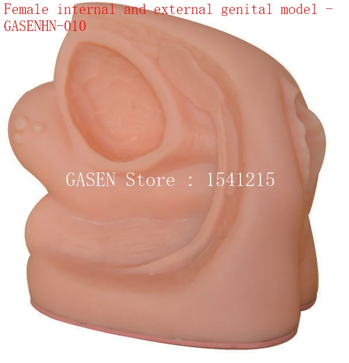 

Catheterization demonstration model Reproductive system structure Female internal and external genital model - GASENHN-010