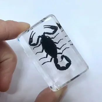 

FREE SHIPPING Discount Sale Creative SO 3 Cool Specimen Books Tools Home Decorative Gift