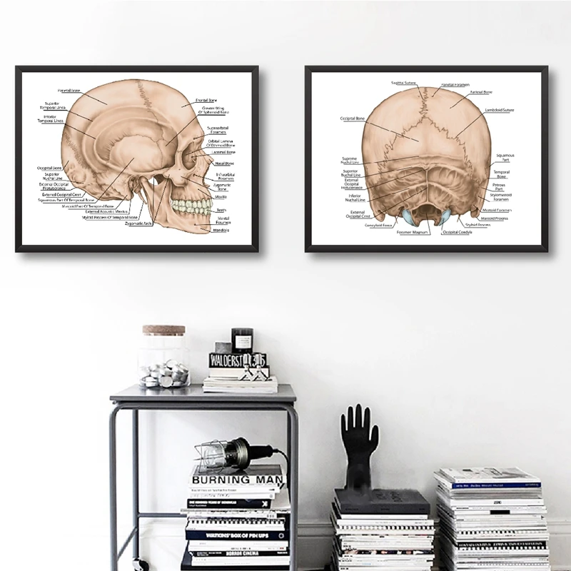 Osso Di Cranio Umano Stampe Medicina Poster Medico Ufficio Wall Art Decor Testa Cranio Anatomico Costruzione Arte Tela Pittura